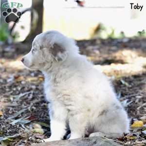 Toby, Australian Shepherd Puppy