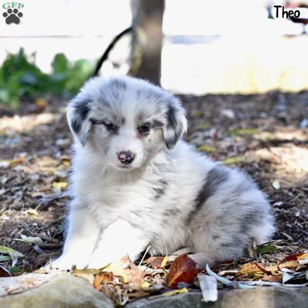 Theo, Australian Shepherd Puppy