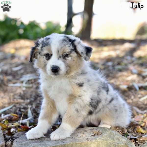 Tulip, Australian Shepherd Puppy