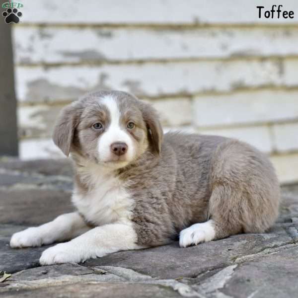 Toffee, Australian Shepherd Puppy