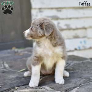 Toffee, Australian Shepherd Puppy