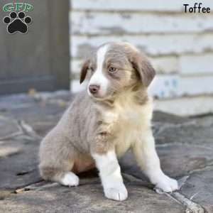 Toffee, Australian Shepherd Puppy