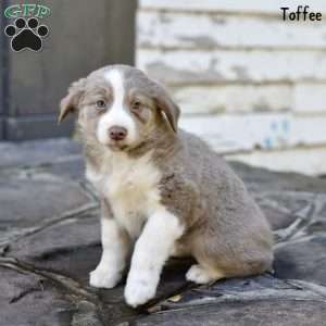 Toffee, Australian Shepherd Puppy