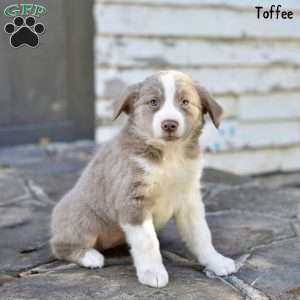 Toffee, Australian Shepherd Puppy