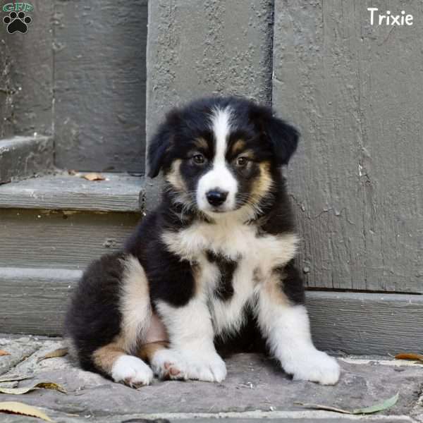 Trixie, Australian Shepherd Puppy