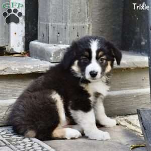 Trixie, Australian Shepherd Puppy