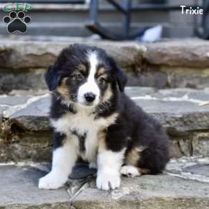 Trixie, Australian Shepherd Puppy