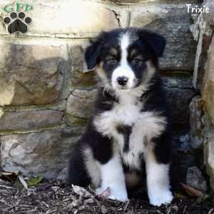 Trixie, Australian Shepherd Puppy