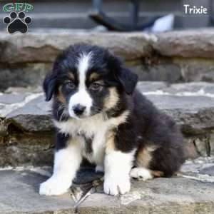 Trixie, Australian Shepherd Puppy