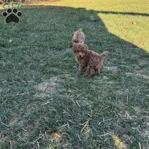 Leroy, Toy Poodle Puppy