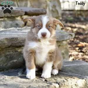 Teddy, Australian Shepherd Puppy