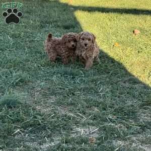 Leroy, Toy Poodle Puppy