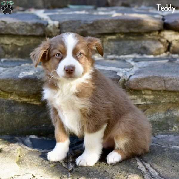 Teddy, Australian Shepherd Puppy