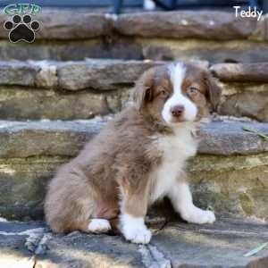 Teddy, Australian Shepherd Puppy