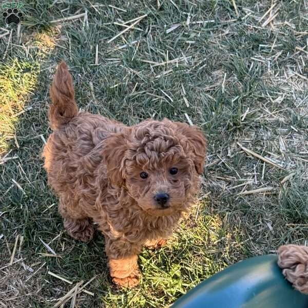 Leroy, Toy Poodle Puppy