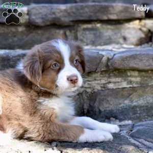 Teddy, Australian Shepherd Puppy