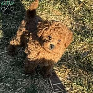 Leroy, Toy Poodle Puppy