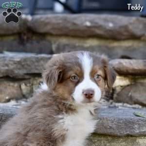 Teddy, Australian Shepherd Puppy