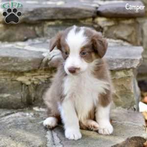 Camper, Australian Shepherd Puppy