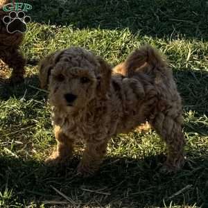 Larry, Toy Poodle Puppy