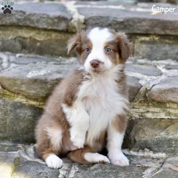 Camper, Australian Shepherd Puppy