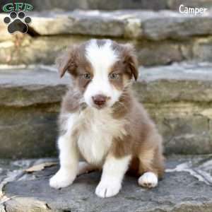 Camper, Australian Shepherd Puppy