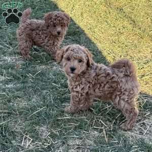 Larry, Toy Poodle Puppy