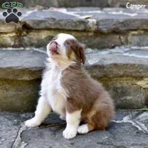 Camper, Australian Shepherd Puppy