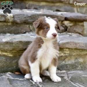 Camper, Australian Shepherd Puppy