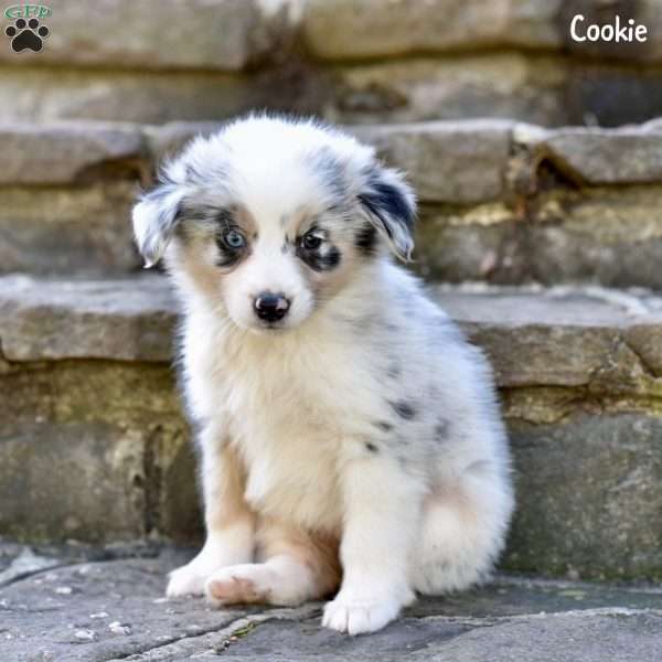 Cookie, Australian Shepherd Puppy