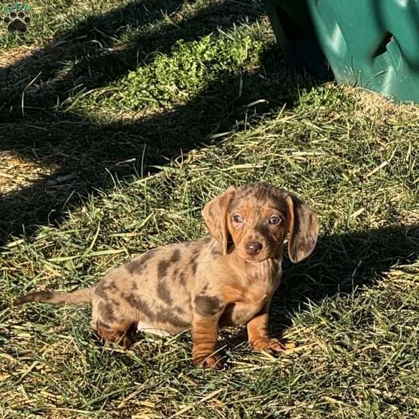 Gabriella, Dachshund Puppy