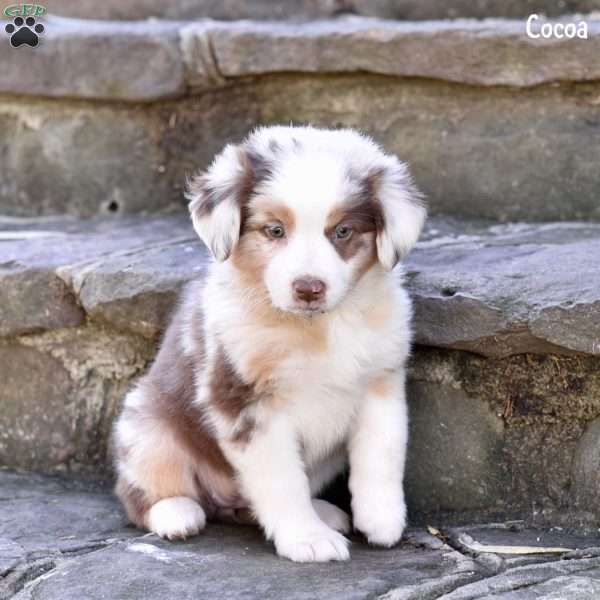 Cocoa, Australian Shepherd Puppy