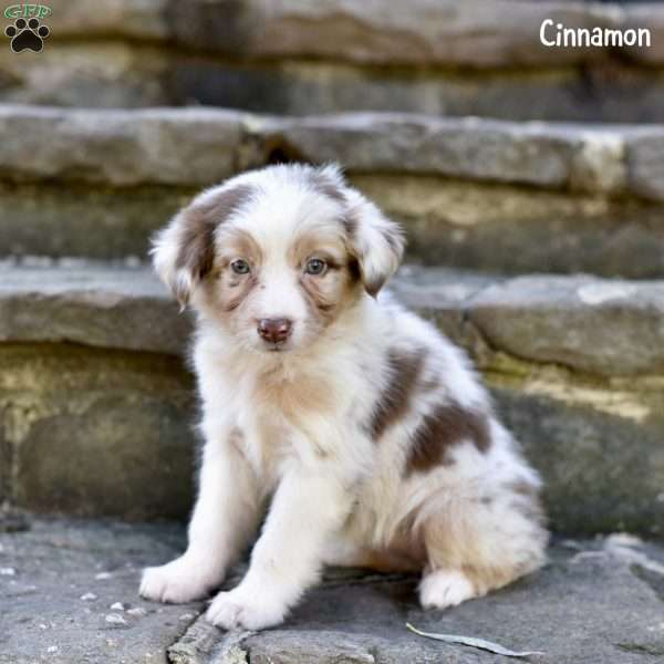 Cinnamon, Australian Shepherd Puppy