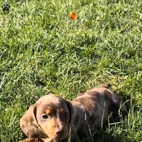 Gemma, Dachshund Puppy