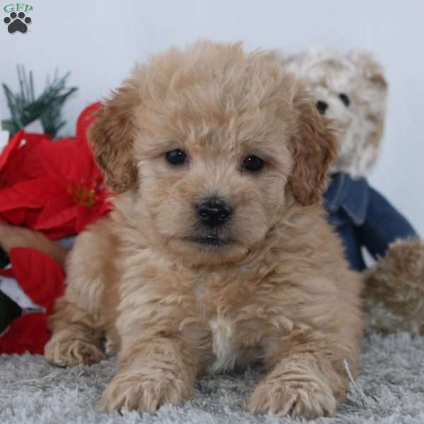 Felix, Mini Goldendoodle Puppy