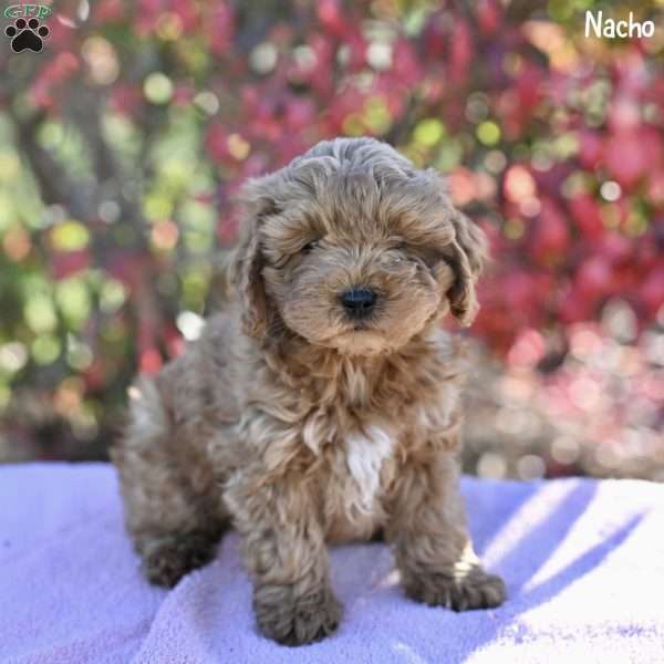 Nacho, Cockapoo Puppy