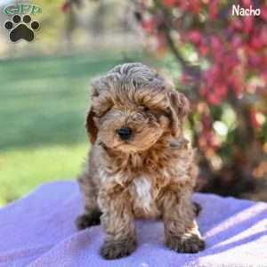 Nacho, Cockapoo Puppy