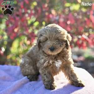 Nacho, Cockapoo Puppy