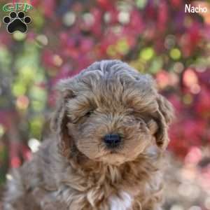 Nacho, Cockapoo Puppy