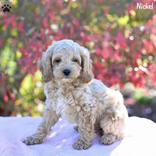 Nickel, Cockapoo Puppy