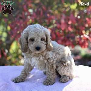 Nickel, Cockapoo Puppy