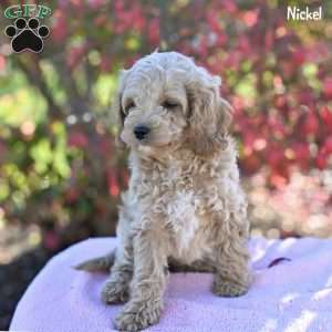 Nickel, Cockapoo Puppy