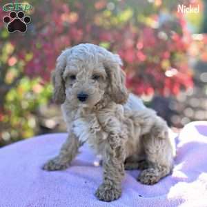 Nickel, Cockapoo Puppy