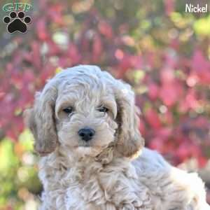 Nickel, Cockapoo Puppy