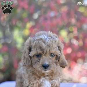 Nina, Cockapoo Puppy