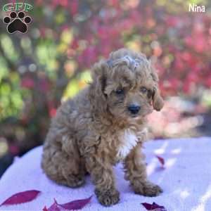 Nina, Cockapoo Puppy