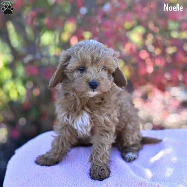 Noelle, Cockapoo Puppy