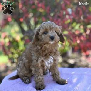 Noelle, Cockapoo Puppy