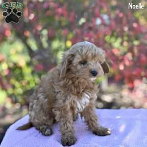 Noelle, Cockapoo Puppy