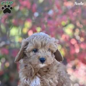 Noelle, Cockapoo Puppy